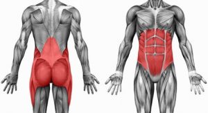 Anatomía de los músculos del core