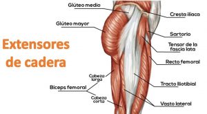 Ejercicios de extensión de la cadera