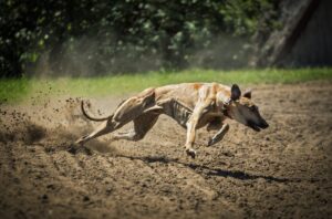 El SOS del deporte con animales