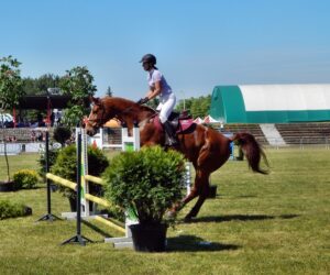 caballos de deporte